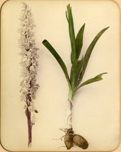 Flower and Bulb by Pietro Guidi